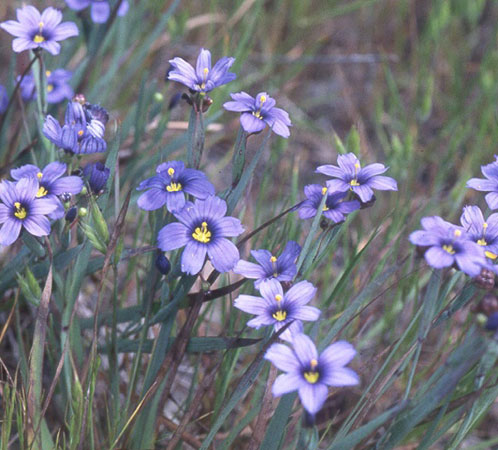 Blue-eyed Grass 