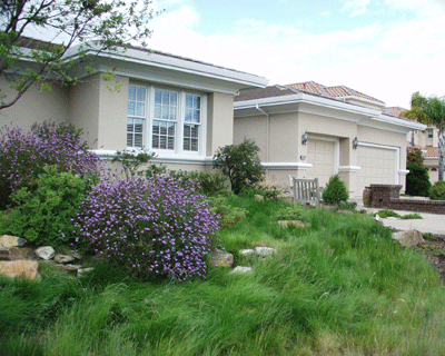 Grassland Meadow Replaces a Traditional Lawn