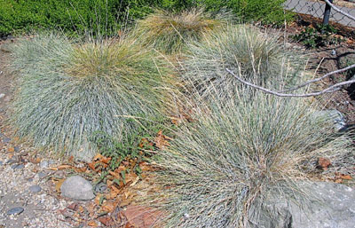 Idaho Fescue