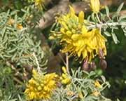 Yellow Flowers