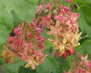 Pink and Yellow Flowers