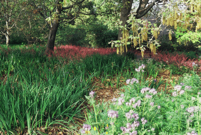 Oak Woodland Underplanted with Wild Iris, Alum Root and Phacelia