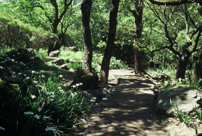 Oak Woodland Underplanted with Pacific Coast Iris 'Canyon Snow' Selection