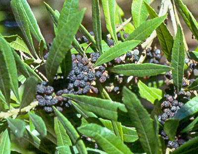 California Wax Myrtle or Bayberry