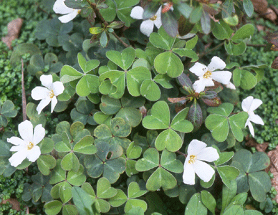 Redwood Sorrel