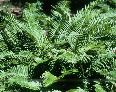 Western Sword Fern