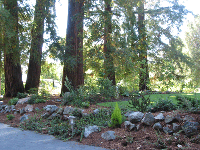 Redwood Garden with Redwood Sorrel and Dwarf Conifer Garden in the Foreground