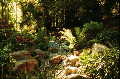 Redwood Garden with Mediterranean Style Entry and Dwarf Redwood in Historic Urn