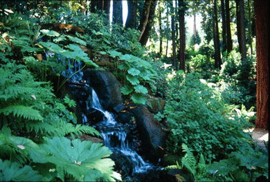 Redwood/Riparian Garden with Indian Rhubarb, Five Fingered Fern and Flowering Currant