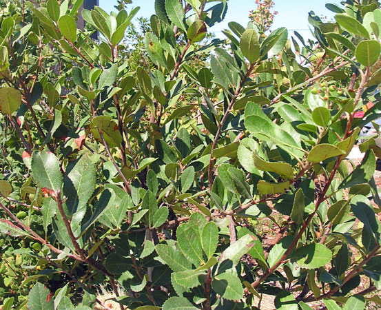 Toyon