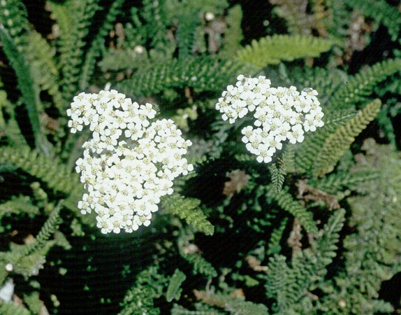 Yarrow